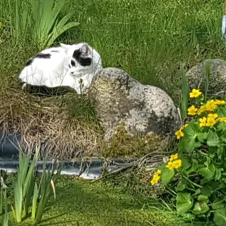 Lejlighed Gemuetliche Unterm Reetdach *