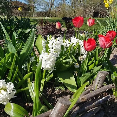 Gemuetliche Unterm Reetdach * Boiensdorf