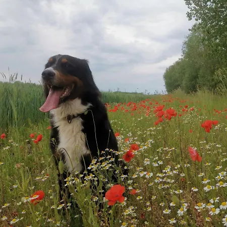 Gemuetliche Unterm Reetdach 公寓