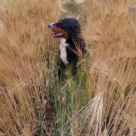 Gemuetliche Unterm Reetdach Boiensdorf