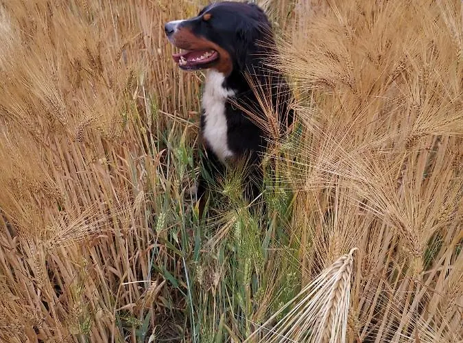 Gemuetliche Unterm Reetdach Boiensdorf
